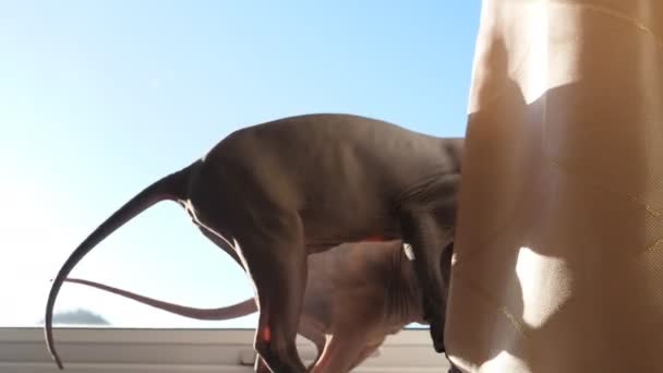 Two Young Sphynx Cat Females Wrestling Playing Fighting Window Lit — Stock Video