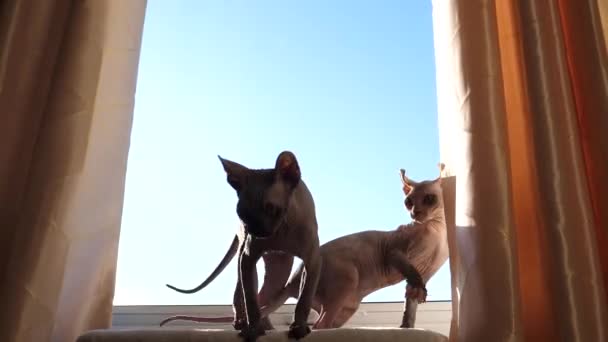 Dois Gatinhos Esfinge Retroiluminados Pelo Sol Jogando Lutando Peitoril Janela — Vídeo de Stock