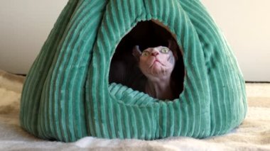 Closer view of sphynx cat in her green tent indoors. Animal is turning head looking around through the entrance hole in her house.
