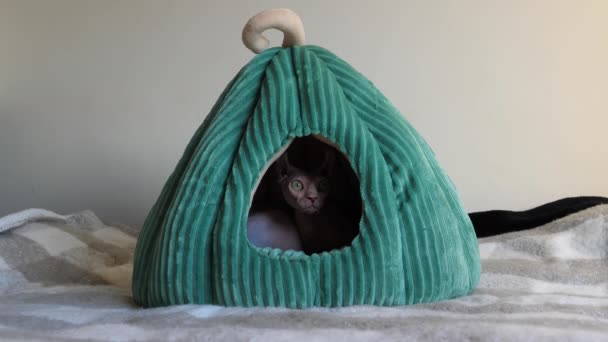 Hairless Sphynx Cat Its Green Cone Shape House Looking Entrance — Αρχείο Βίντεο