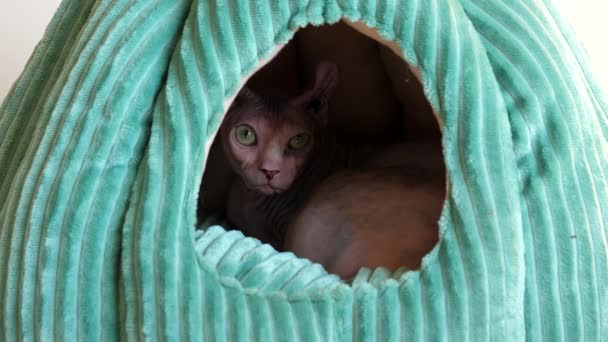 Young Sphynx Hairless Cat Resting Its Hide Looking Shadow Her — Vídeo de Stock