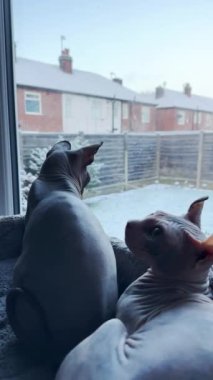 İki genç, tüysüz kedi, kedi ağaçlarının tepesinden ya da kuleden ilk karlarını dikey ekrandan izliyorlar..