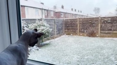 Pencere pervazında oturan tüysüz kedi kar damlatan başka bir meraklı kedinin yeni aktiviteye katılmasını izliyor..