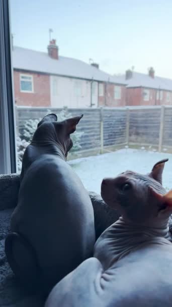 Two Young Cute Hairless Cats Watching First Snow Window Top — Stock Video