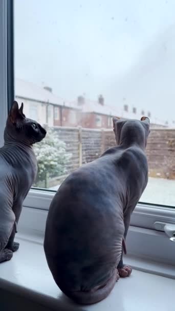 Dwa Koty Sfinksowe Siedzą Parapecie Obserwując Pierwszy Śnieg Jeden Odchodzi — Wideo stockowe