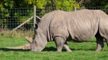 Yeşil çimen yiyen büyük gergedanı takip eden kamera tavası, arkasında başka bir hayvan; arka planda metal ağ çiti.