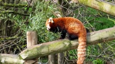 Kızıl panda, daha küçük panda, yaban hayatı rezervlerinde kirişte oturuyor ve yeşil çalı yaprakları yiyor..