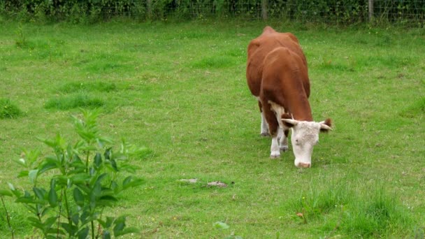 ここフォード牛 Herford牛 イングランドのヘレフォードシャー州で飼育されている牛である 農場動物放牧草 カメラを見上げ 高角度のビュー — ストック動画