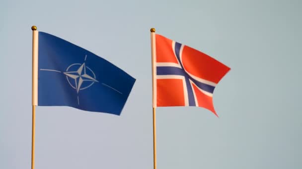 Natoとノルウェーの旗は 白い灰色の平地の背景に隔離されて手を振っています — ストック動画