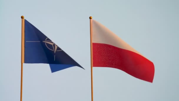Banderas Otan Polonia Ondeando Aisladas Sobre Fondo Liso Gris Blanco — Vídeo de stock