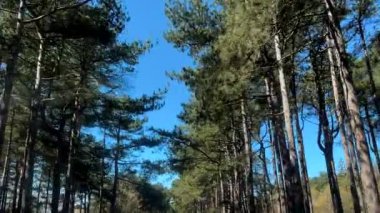 Araba bakış açısı, mavi gökyüzü POV 'u ve Kuzey Batı İngiltere' nin deniz kıyısındaki çam ağacı ormanlarında yol sürüşü..