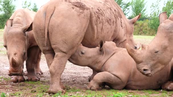 Family Rhinoceros Outdoors Rain Rhino Calf Sucking Mothers Milk — Stock Video