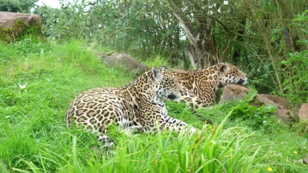 Pasangan Jaguar Mengantuk Bersantai Bukit Berumput Hijau Dengan Batu Selama — Stok Video