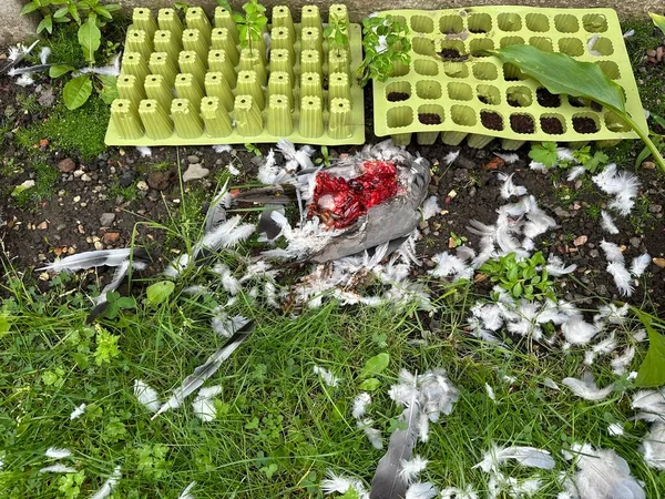 散らばった羽と死んだ鳩が庭の土に横たわる猫に殺され 半分食べられました ストック写真