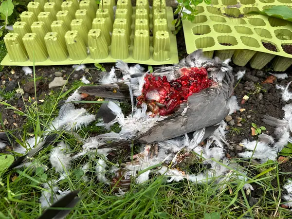 Közelről Láthatjuk Szétszórt Tollakat Döglött Galambokat Amiket Megöltek Félig Megette Stock Kép
