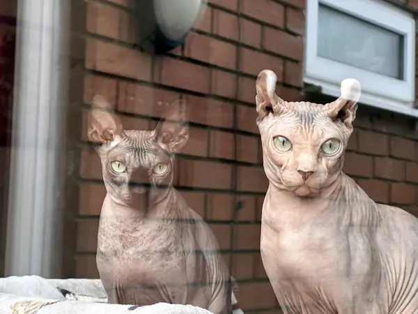 Två Söta Sfinxkatter Tittar Kameran Genom Dubbelglas Fönster Med Stark Stockbild