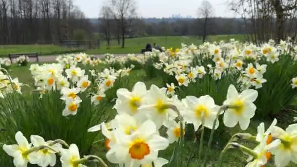 Daffodil Flores Primeiro Plano Casal Desfocado Banco Parque Cidade Arranha — Vídeo de Stock