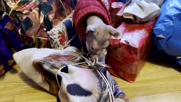 Naughty Sfinx Shynx Haarloze Kat Draagt Rode Kerst Trui Spelen — Stockvideo