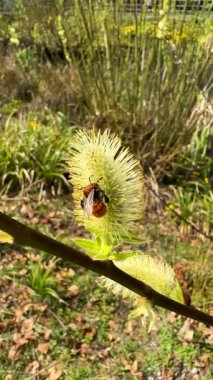 Vertical video. On the early spring sunny day bumble bee on pussy willow catkin doing something - feeding or collecting pollen.