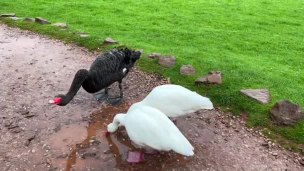 Черный Лебедь Два Белых Гуся Пьют Воду Лужи Пешеходной Дорожке — стоковое видео