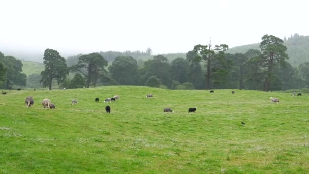 영국의 아름다운 계곡에서 잔디를 그레이싱 — 비디오