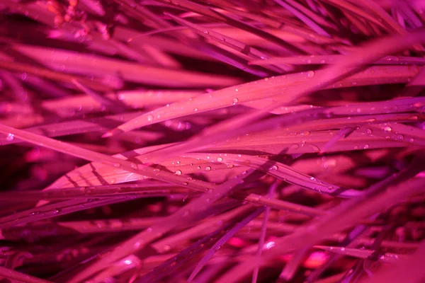 Macro Magenta Grass Drop Rain Gentle Focus Blurred Background Natural — Stock Photo, Image