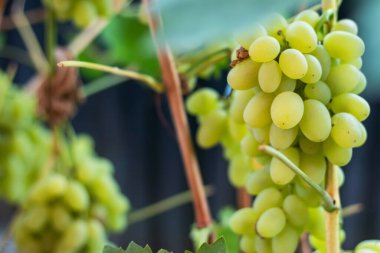 Dalda sallanan üzümlere yakın durun. Üzüm asmak. Üzüm yetiştiriciliği. Üzüm çiftliği. Dalda sallanan lezzetli yeşil üzüm demetleri. Üzüm. Seçici Konuya Odaklanma.