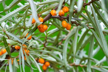 Güneşli bir günde bahçede olgun taze deniz dikenleri var. Yakın çekim, seçici odaklanma