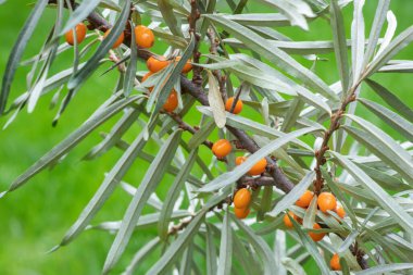 Bahçede portakallı deniz dikenli böğürtlen dalı.
