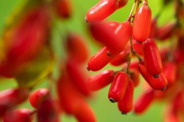 Barberry, Berberis vulgaris, doğal taze olgun kırmızı çilek arka plan ile şube. Yeşil arka plan ile berberis dalı üzerinde kırmızı olgun meyveleri ve renkli kırmızı ve sarı yaprakları