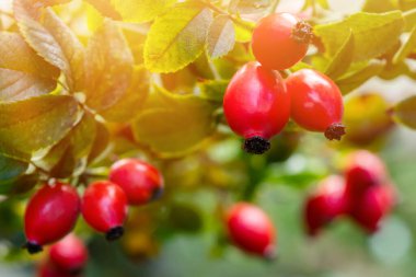 Bahçede Briar Rose Rosehip. Rosa canina.
