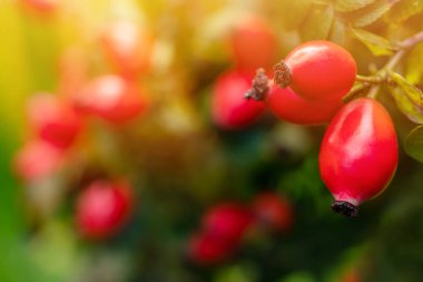 Bahçede Briar Rose Rosehip. Rosa canina.