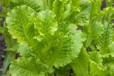 yeşil salata ile kapatın. sağlıklı bir yaşam tarzı ve diyet kavramı.