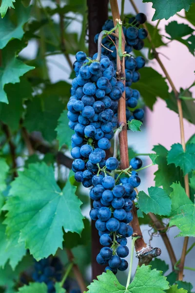 Bouquet Raisins Rouges Sur Vigne Plantation Vignes Pendant Coucher Soleil — Photo