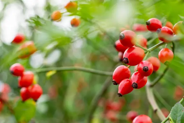stock image Branches of ripe rose hips in the garden