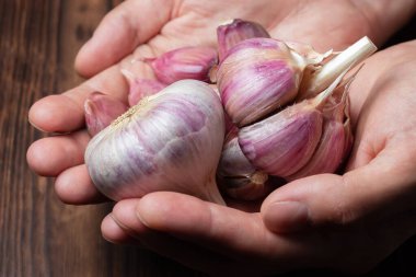 Tahta masada ellerinde sarımsaklı karanfil ve ampul. Taze sarımsak ve soğanlar.