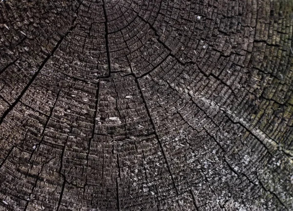 Surface Old Cracked Tree Stump Small Deep Four Rayed Slit — Fotografia de Stock