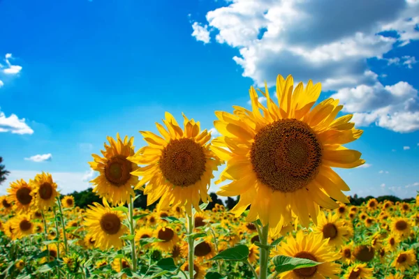 Ηλιόσποροι Ηλιοτρόπιο Πεδίο Ανάπτυξη Ηλιέλαιο Όμορφο Τοπίο Των Κίτρινων Λουλουδιών — Φωτογραφία Αρχείου