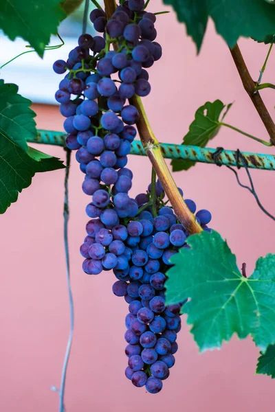 Rode Druiven Wijnstruik Bij Wijngaardplantage Bij Zonsondergang Van Dichtbij Gezien — Stockfoto