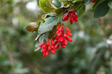 Çalı dalında kırmızı böğürtlen. Sonbahar bahçesinde böğürtlen çalısı