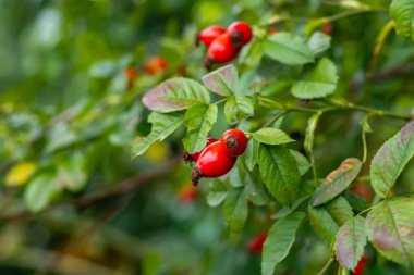 Çalı dallarında olgunlaşmış gül kalçaları, Rosa kanina bitkisinin kırmızı sağlıklı meyveleri, sonbahar hasadının sonları.