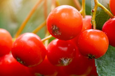 Bir grup Red Rowan yaklaşıyor. Sonbahar, yapraklı parlak kırmızı kızılcık üzümü..