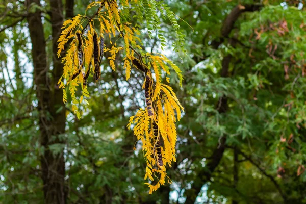 stock image Dry brown seed pods and green leaves of acacia