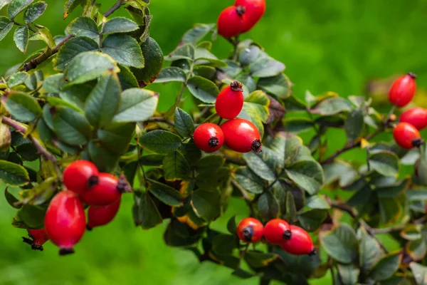Bahçede Briar Rose Rosehip. Rosa canina.