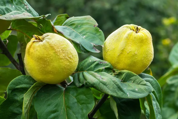 Ripe yellow quince fruits grow on quince tree with green foliage in autumn garden. Many ripe quinces, close up,