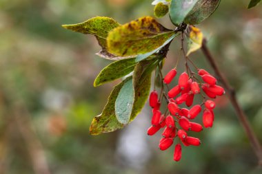 Çalı dalında kırmızı böğürtlen. Sonbahar bahçesinde böğürtlen çalısı