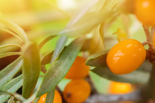 Ветвь Оранжевой Облепихи Ягод Саду — стоковое фото