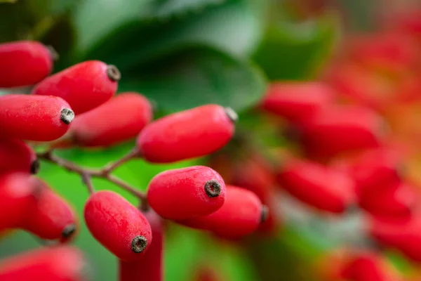 stock image Barberry, Berberis vulgaris, branch with natural fresh ripe red berries background. Red ripe berries and colorful red and yellow leaves on berberis branch with green background