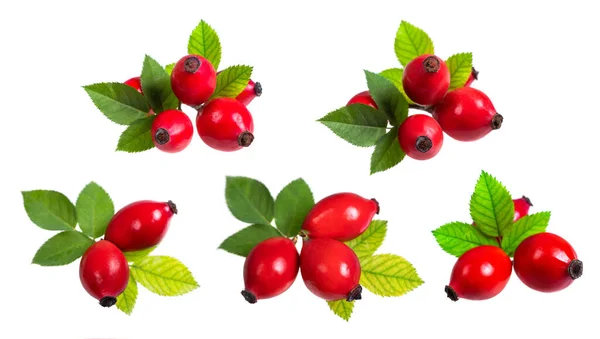 stock image Collection Rosehip isolated on a white background. Fresh raw briar berries with leaves