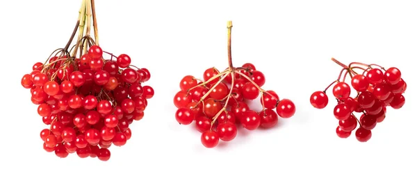 Collection Viburnum Zweige Isoliert Auf Weißem Hintergrund Rote Beeren — Stockfoto